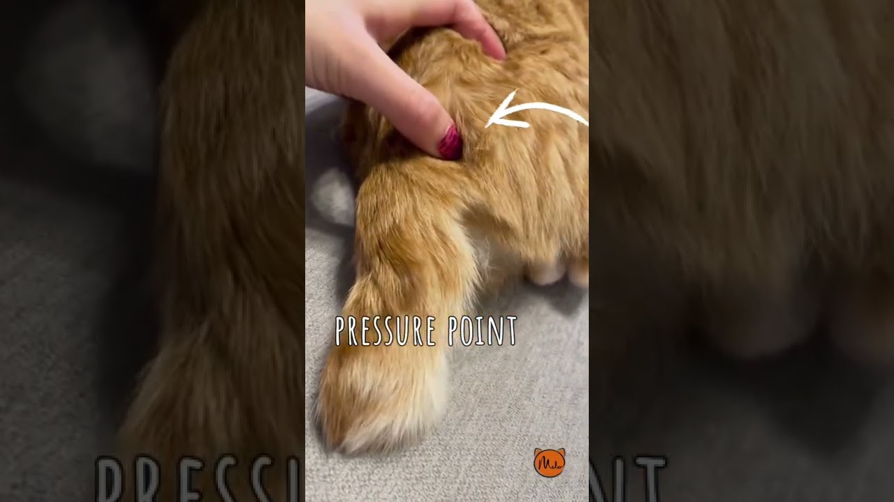 Got a Cat in Heat? Reset it Like a Router!