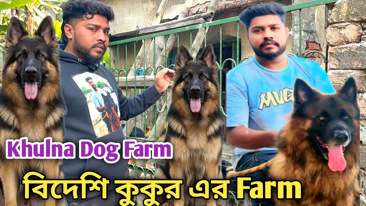 খুলনায় জার্মান শেফার্ড ও রটওয়েলার কুকুরের খামার | GSD & Rottweiler Dogs in Khulna Dog Farm 