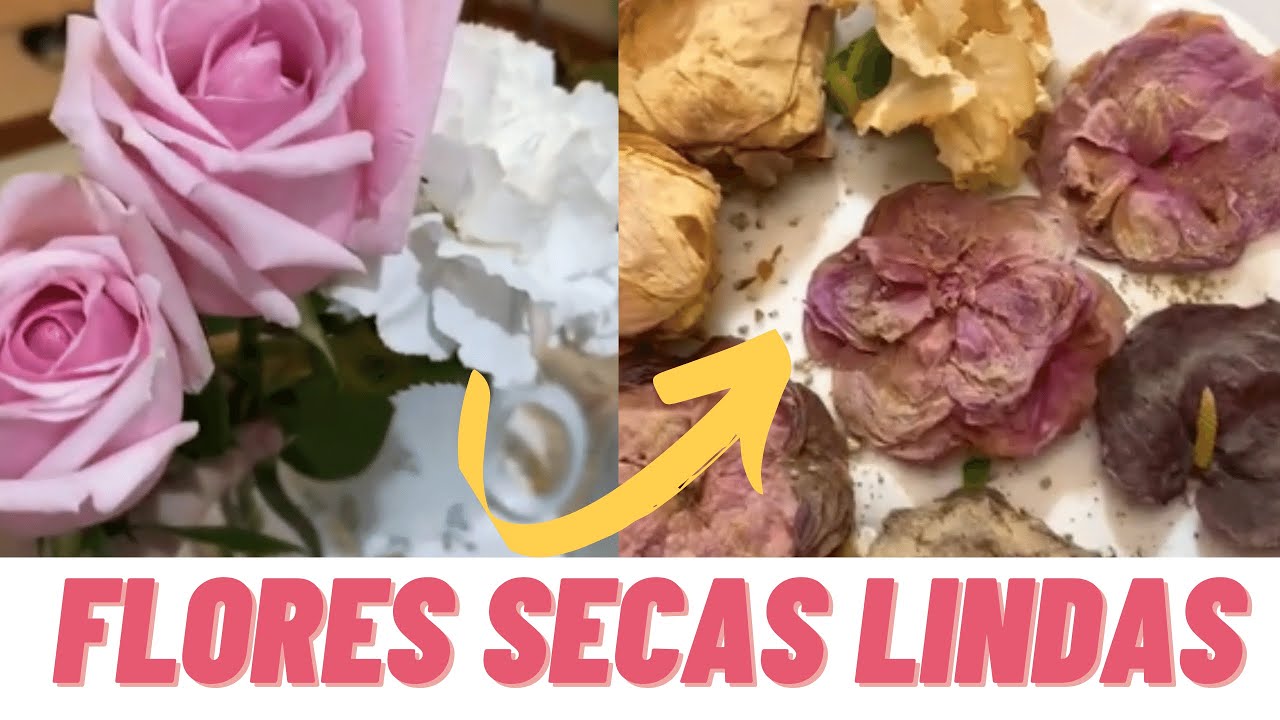 COMO DESIDRATAR FLORES, FOLHAS E PLANTAS - FLORES DESIDRATADAS FLORES SECAS MÉTODO FLORES NA SÍLICA