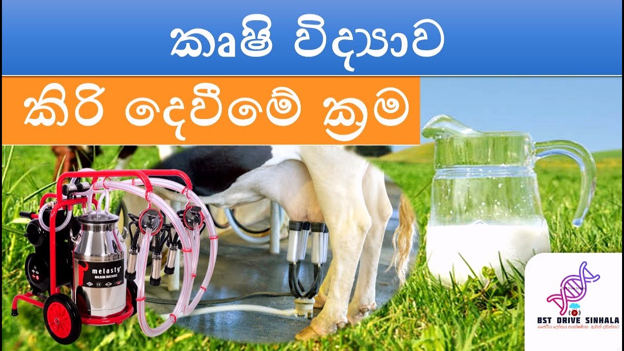 Agri science | කිරි දෙවීමේ ක්‍රම |Milking methode| agricultural science | A/L | agri science sinhala