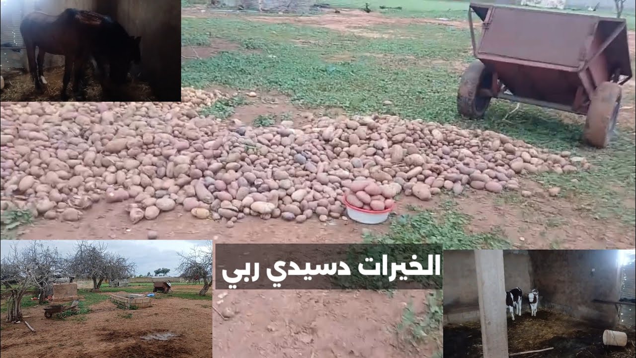 فيلم قصير هاجر مشات لدار باها ورجعات الذكريات الخيل والبقر والايام الزينة 