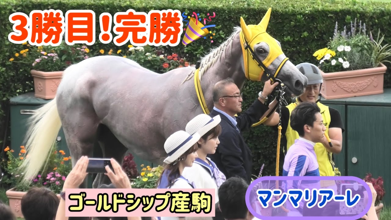 【ゴールドシップ産駒】㊗️マンマリアーレ3勝目❗️ほんのりピンクに染まった馬体がセクシー❤️極とも相性バッチリありがとう✨✨