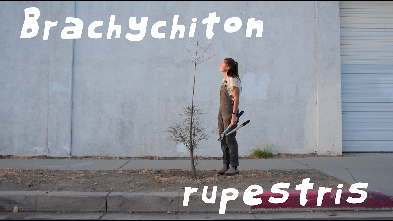 Это дерево меня вдохновило | Как вырастить Brachychiton rupestris