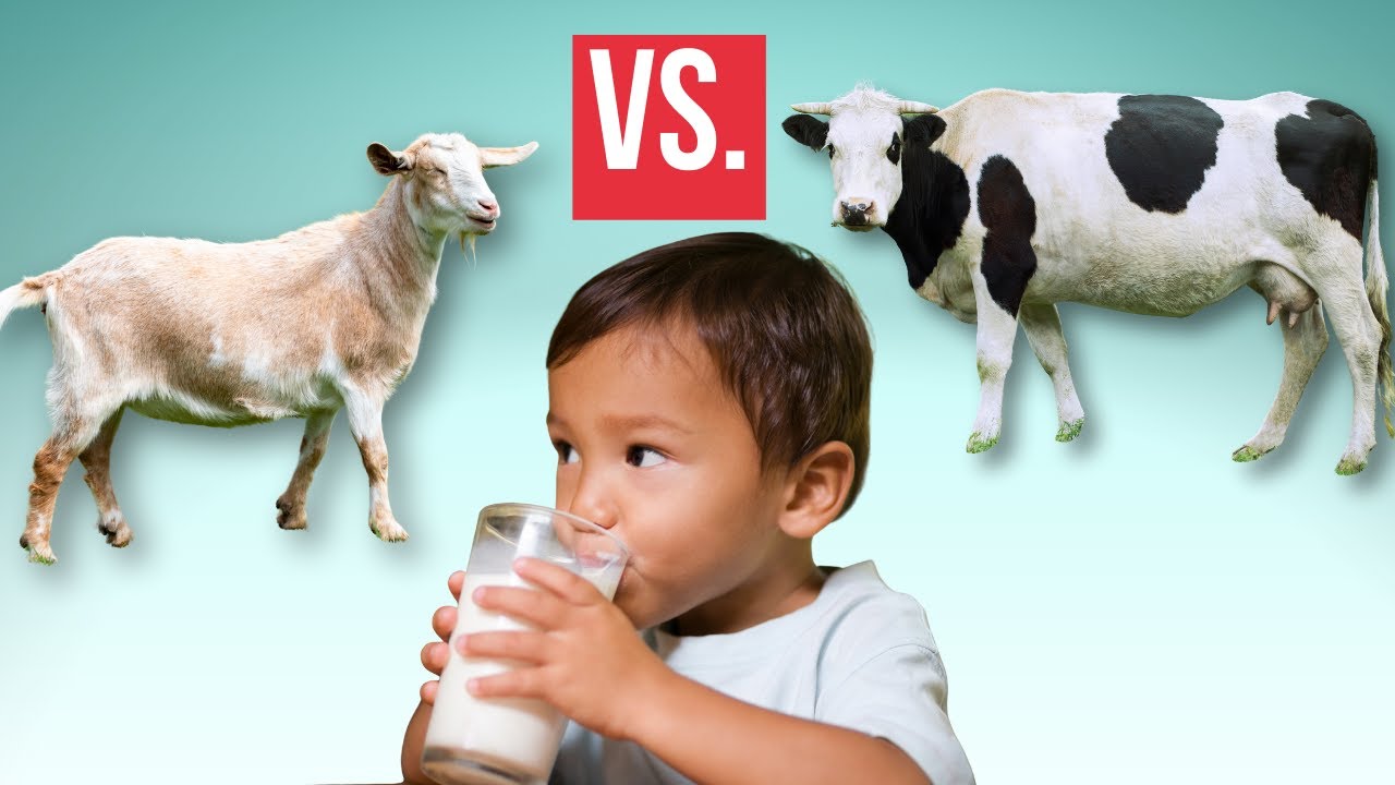 Is Goat Milk Better Than Cow Milk For Your Kids?