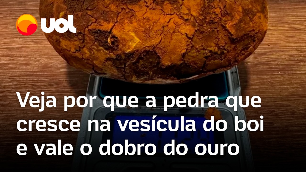 Pedras de vesícula do boi valem mais que ouro: veja para que servem e por que são tão caras; vídeo