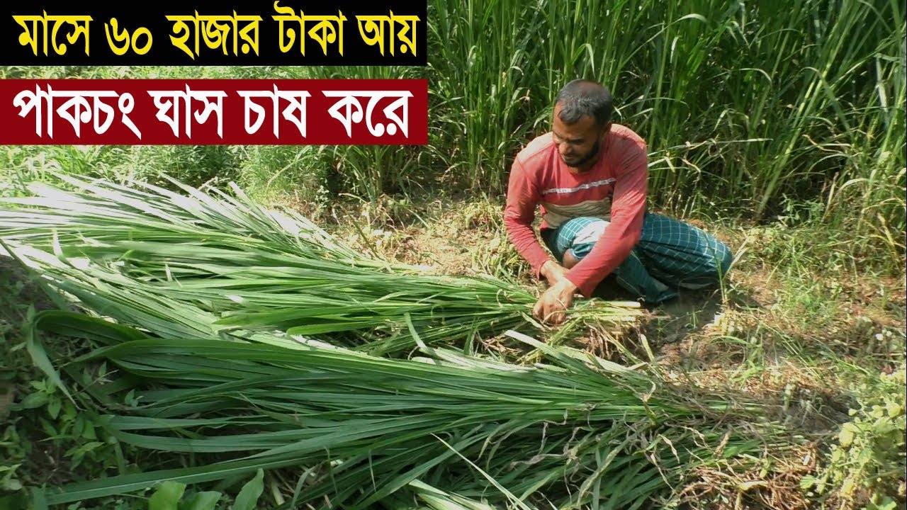 ঘাস চাষ করে মাসে ৬০০০০ টাকা আয় - পাকচং ঘাস চাষ পদ্ধতি ও আয় ব্যয় - How to Grow Grass