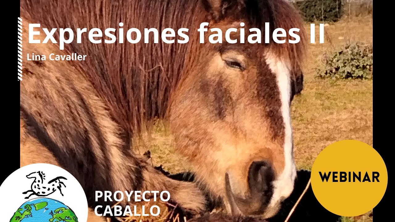Webinar: Expresiones faciales equinas.II