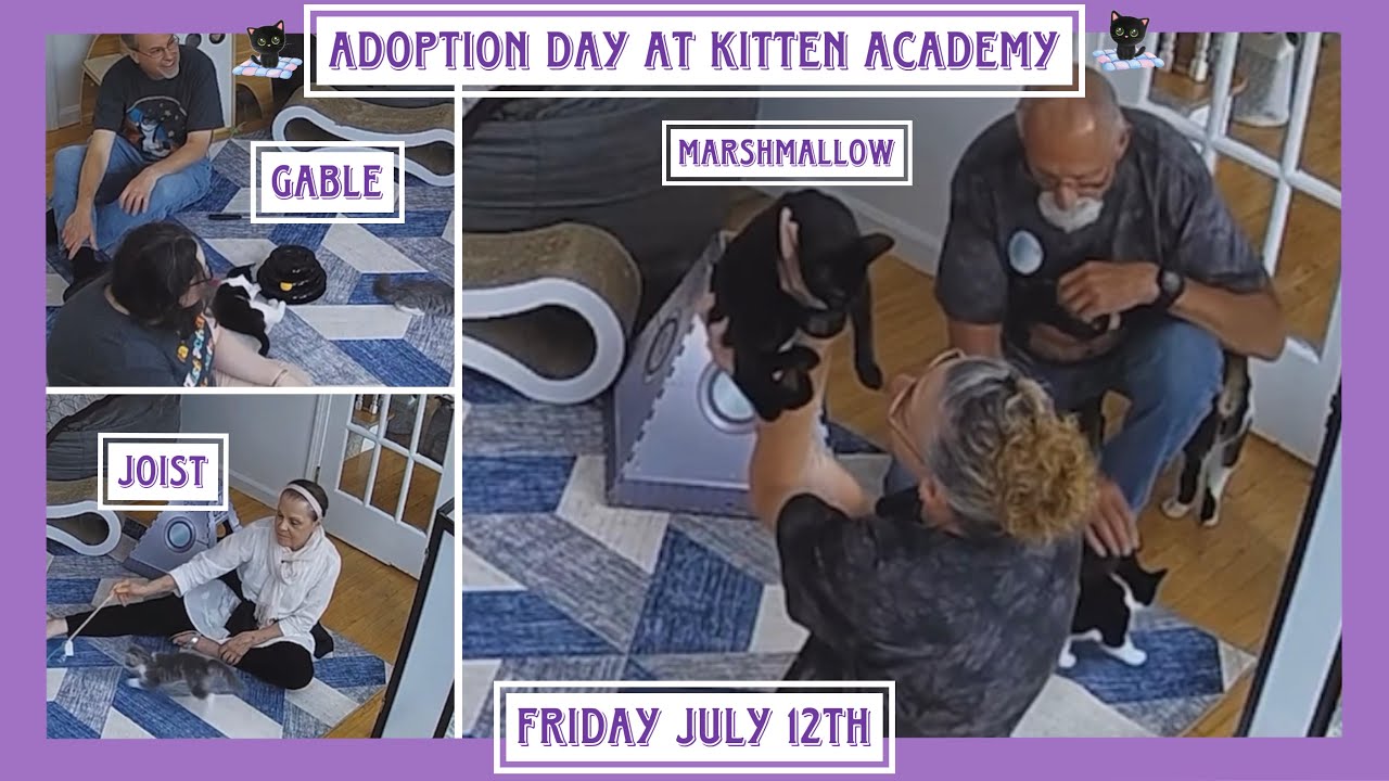 Adoption day at Kitten Academy - Joist, Gable and Marshmallow - Friday July 12th