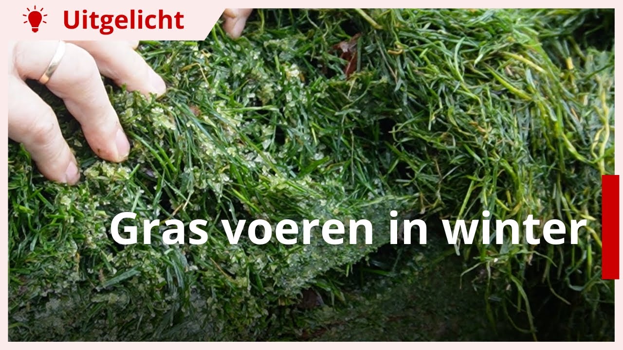 Uitgelicht | Gras inkuilen en voeren in de winter