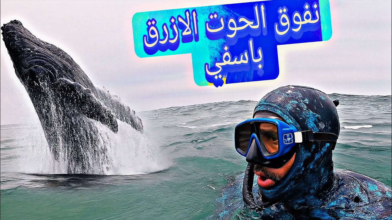 عمل تطوعي:إنتشال حوت🐋 نافق بسواحل أسفي