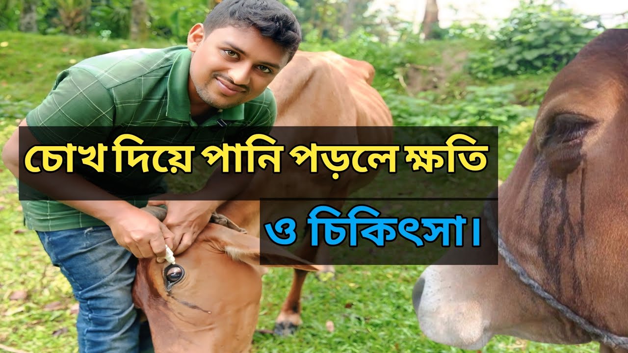 গরুর চোখ দিয়ে পানি পড়লে যে ক্ষতি | The cause of tears in the eyes of a cow 🐄🐄