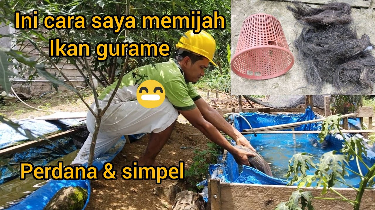 Cara memijah ikan gurame