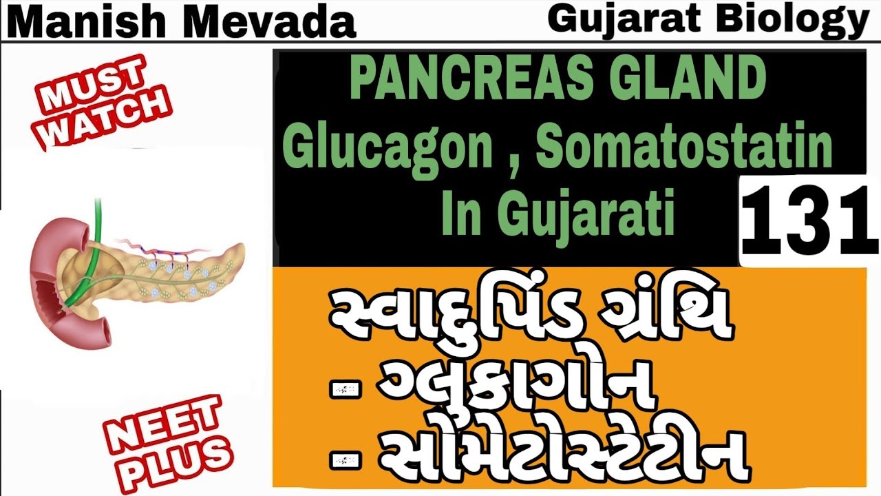PANCREAS GLAND ,Glucagon, Somatostatin in Gujarati | સ્વાદુપિંડ ગ્રંથિ, ગ્લુકાગોન ,સોમેટોસ્ટેટીન
