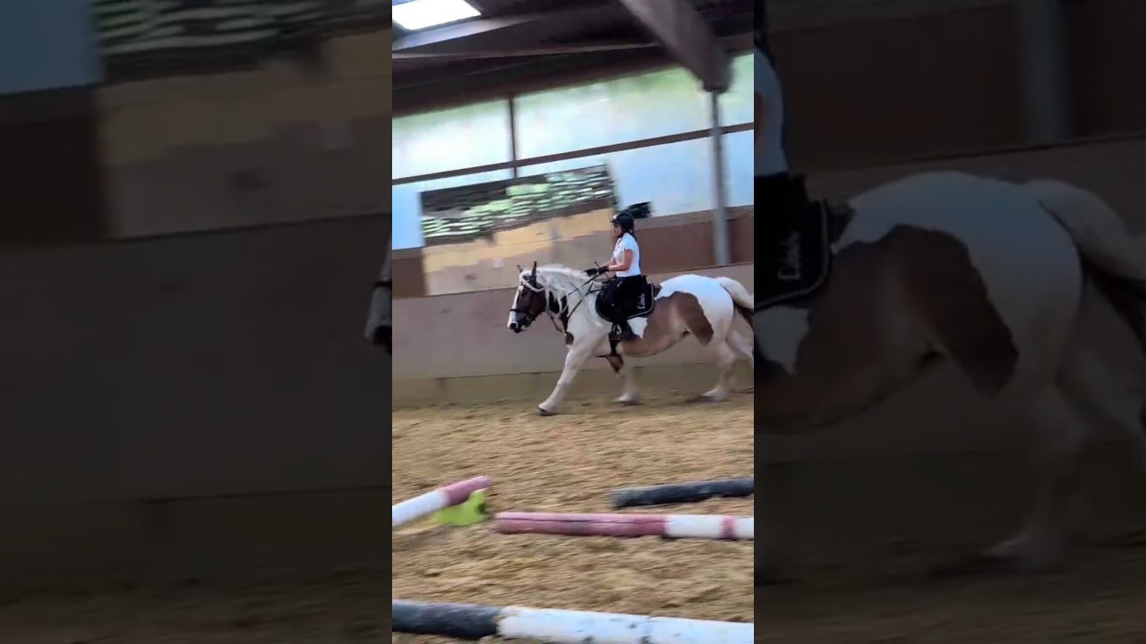 draft horses are not slow😎 #drafthorse #horse#gallopracer#foryou#viral #short#galloping#canter#love