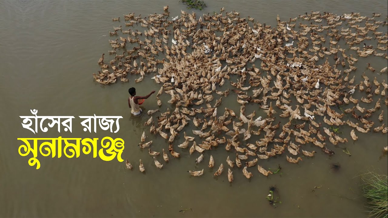 সুনামগঞ্জের হাওরে হাঁসের নীরব বিপ্লব !! ২৫০ কোটি টাকার হাতছানি !! Duck farming at Sunamganj haor