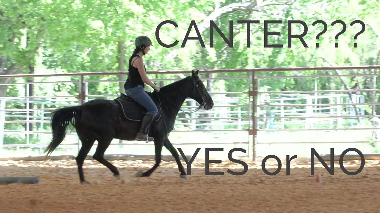 Should you train your GAITED horse to canter?