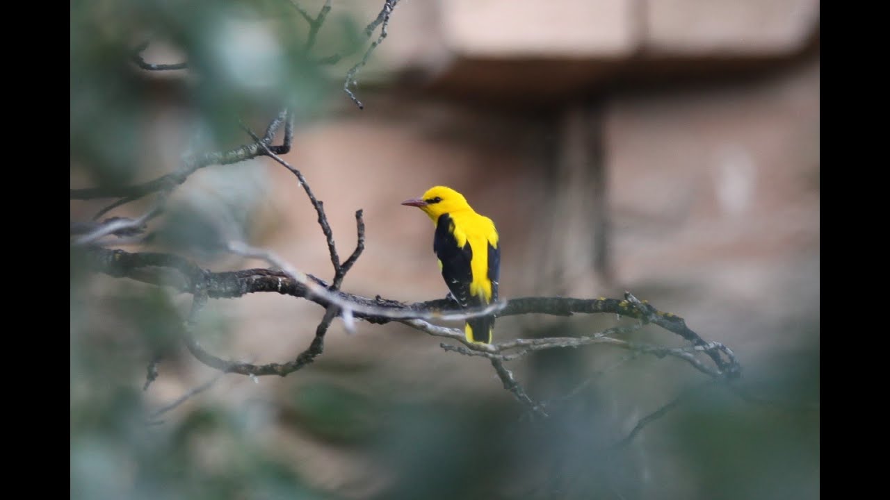 Oropéndola europea