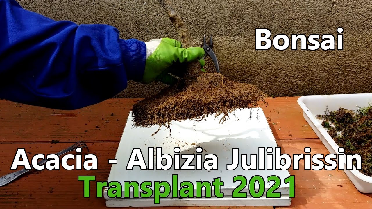 Albizia Julibrissin - Trasplante 2021