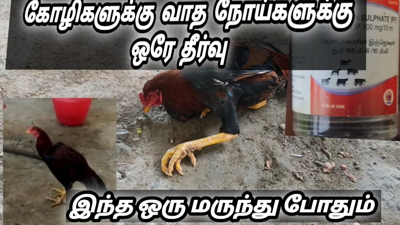 கோழிகளுக்கு  வாத  நோய்களுக்கு  ஒரே  தீர்வு  @amkfarming9353 @mksevalkalai1095 @amkfarm4085