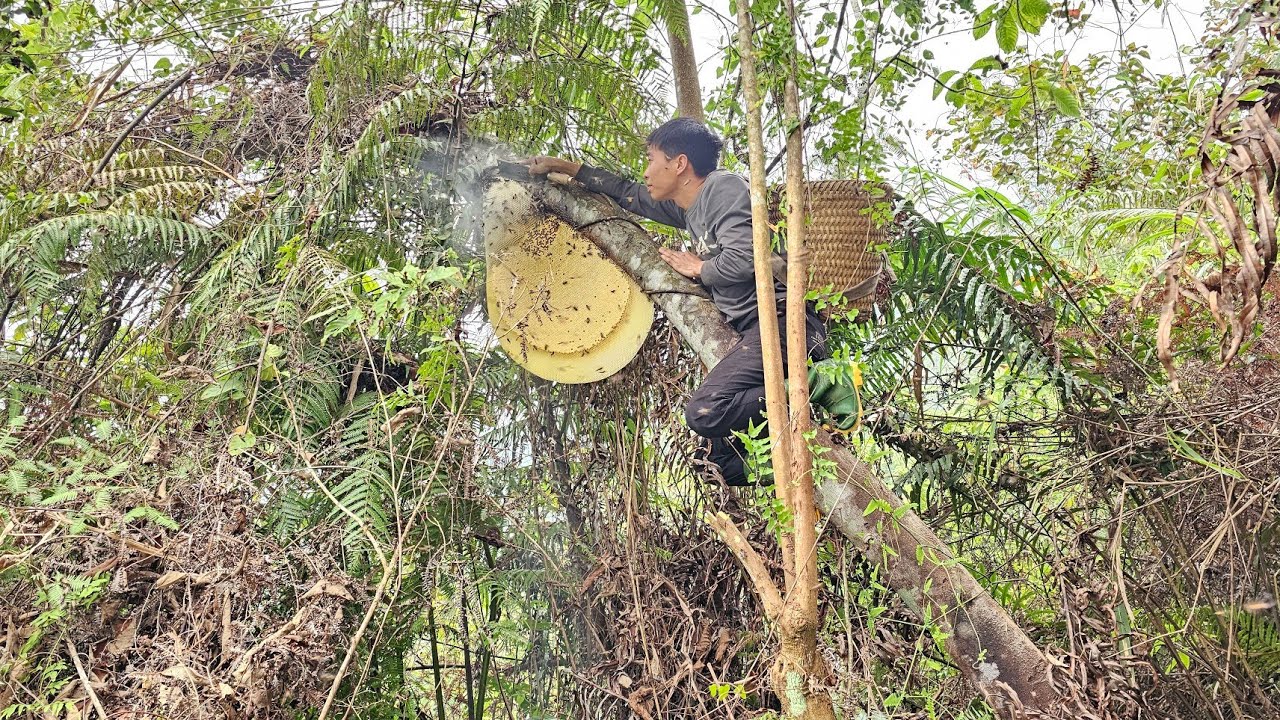 Daily life - Harvesting wild fruits, honey and blood vine plants for sale | Linh's Life