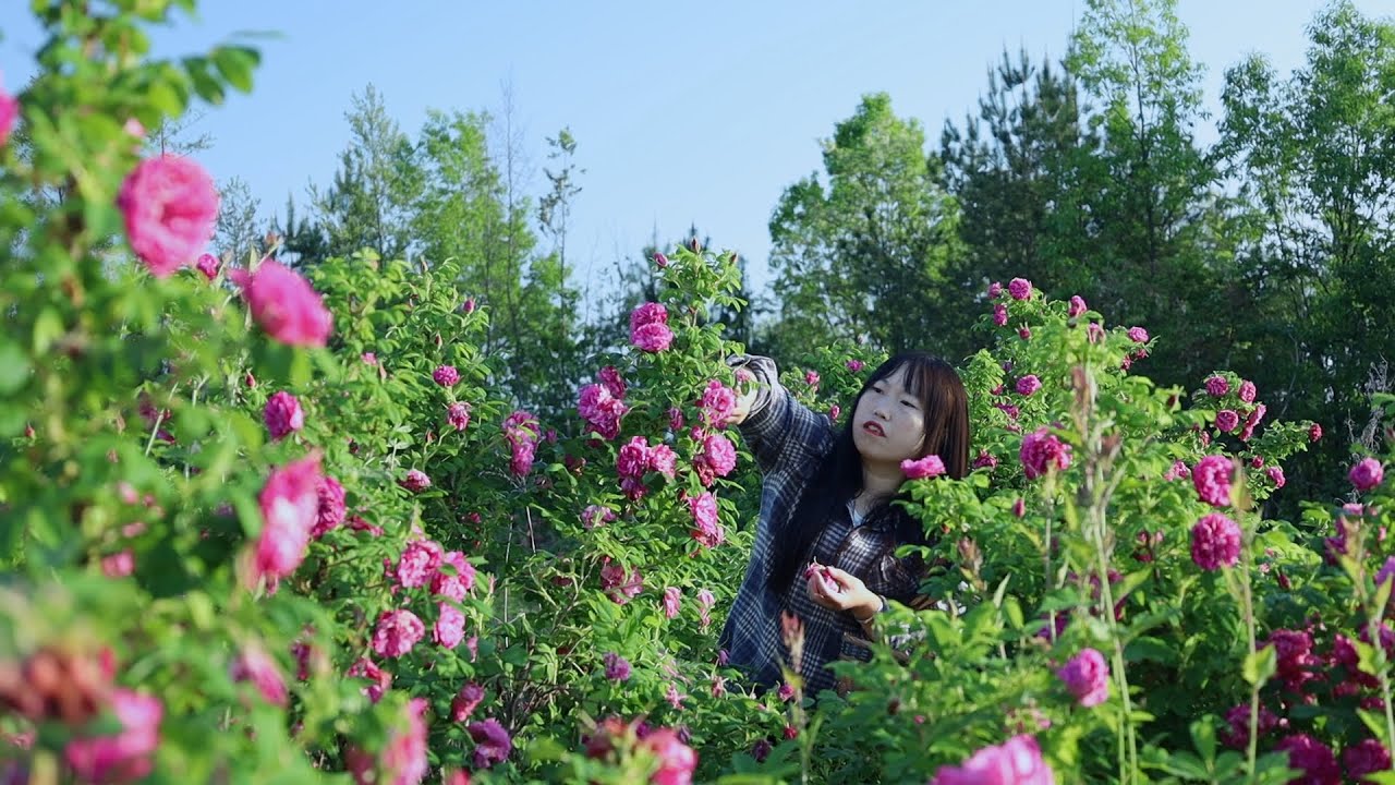 Rose Flower Recipes 把花香融進食材裡，釀一壺玫瑰花酒，別有一番滋味！【余小鄉】