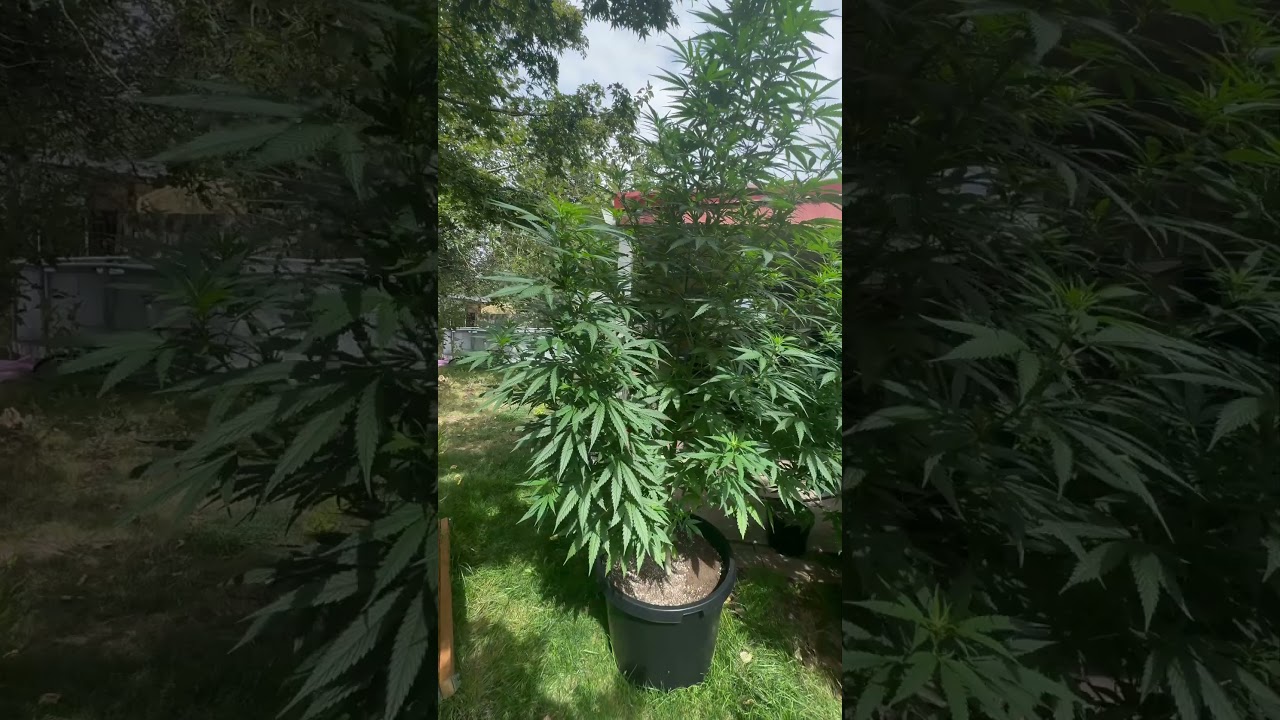 Outdoor backyard cannabis. Week 14.#homegrowncannabis #gardening #cannabisdaily #homemade