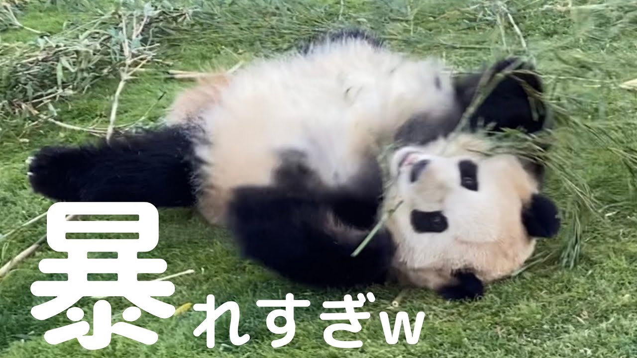 【何があった？彩浜】暴れ方がヤバすぎw🐼 アドベンチャーワールド giantpanda