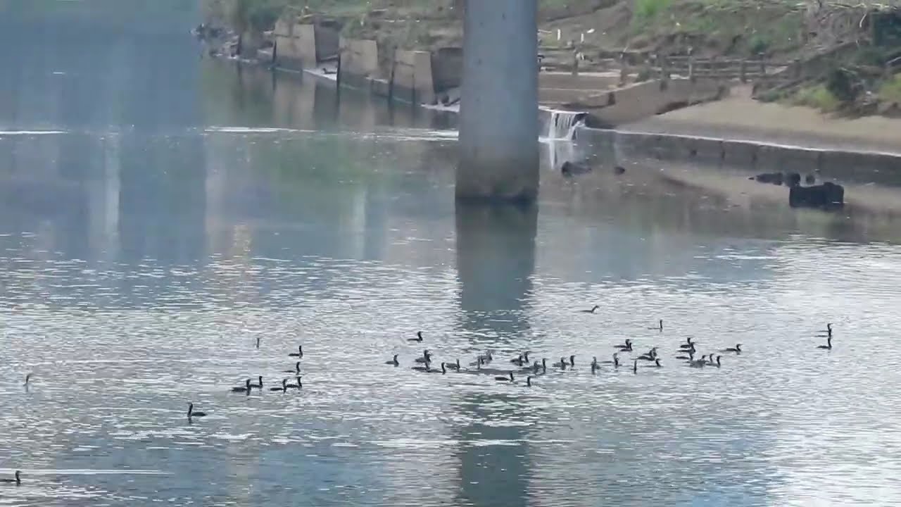 2026.1月9日 晴天 基隆河鸕鶿