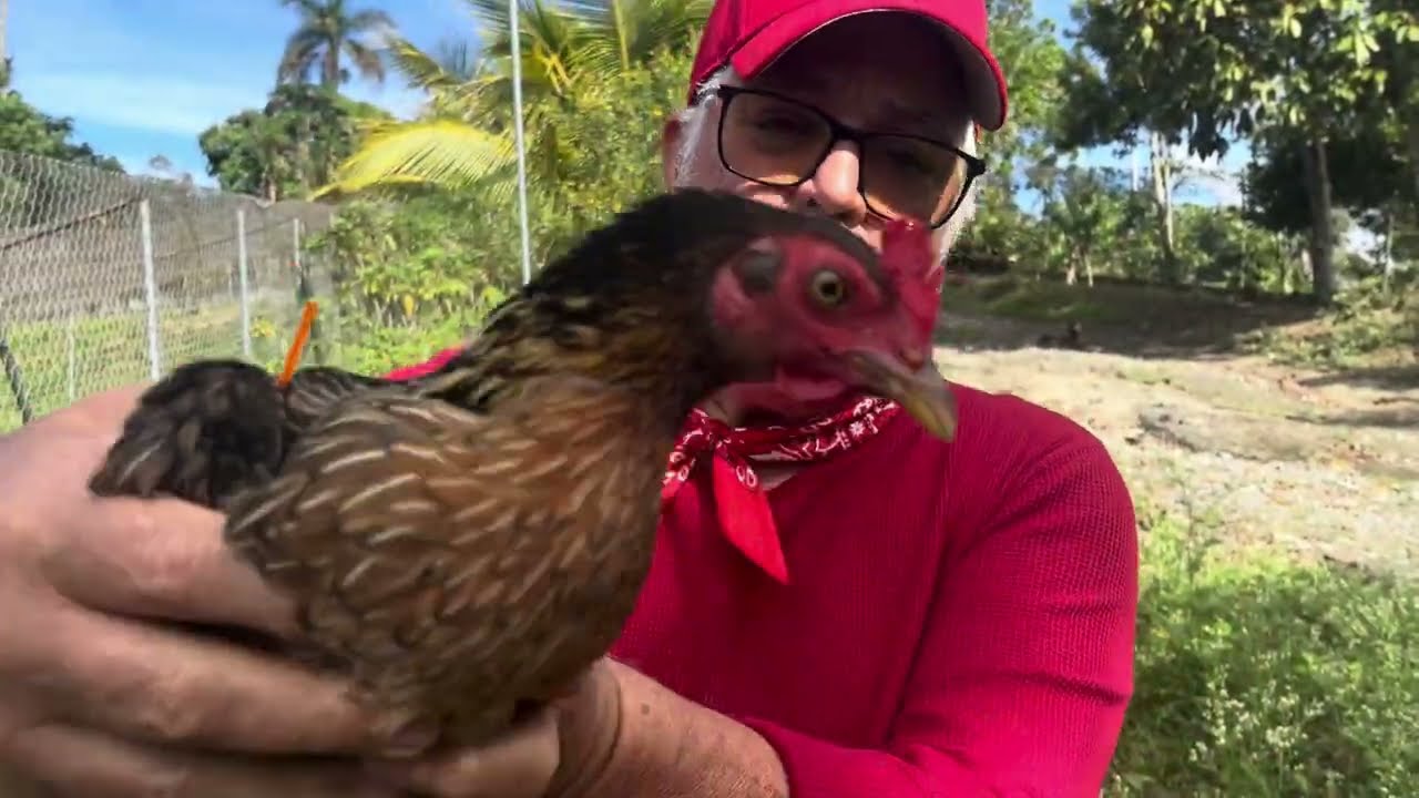 Cómo seleccionamos las gallinas, madre. ? Solamente descartamos tres de este grupo