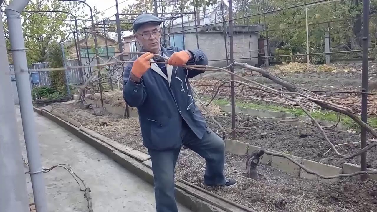 Укрывание назиму старых кустов винограда для выращивания на беседке