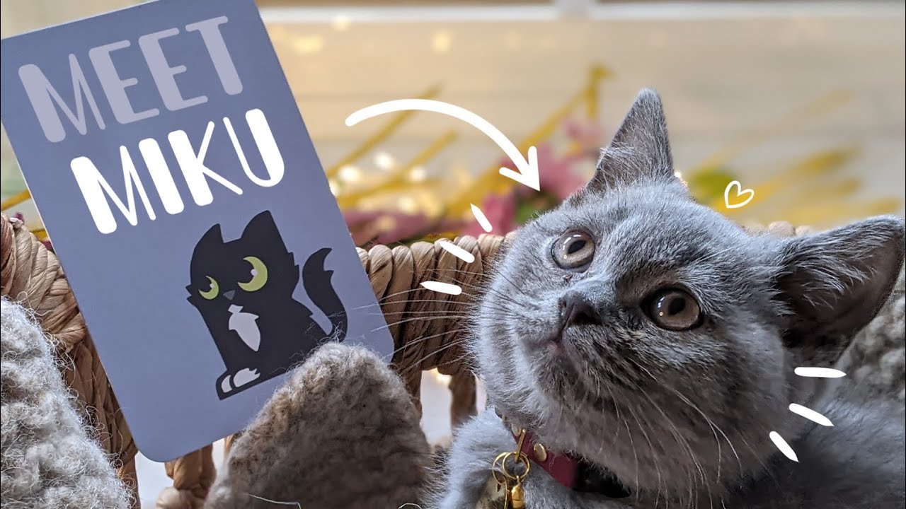 Bringing Our British Shorthair Kitten Home! First Day Home! | MikuKitti