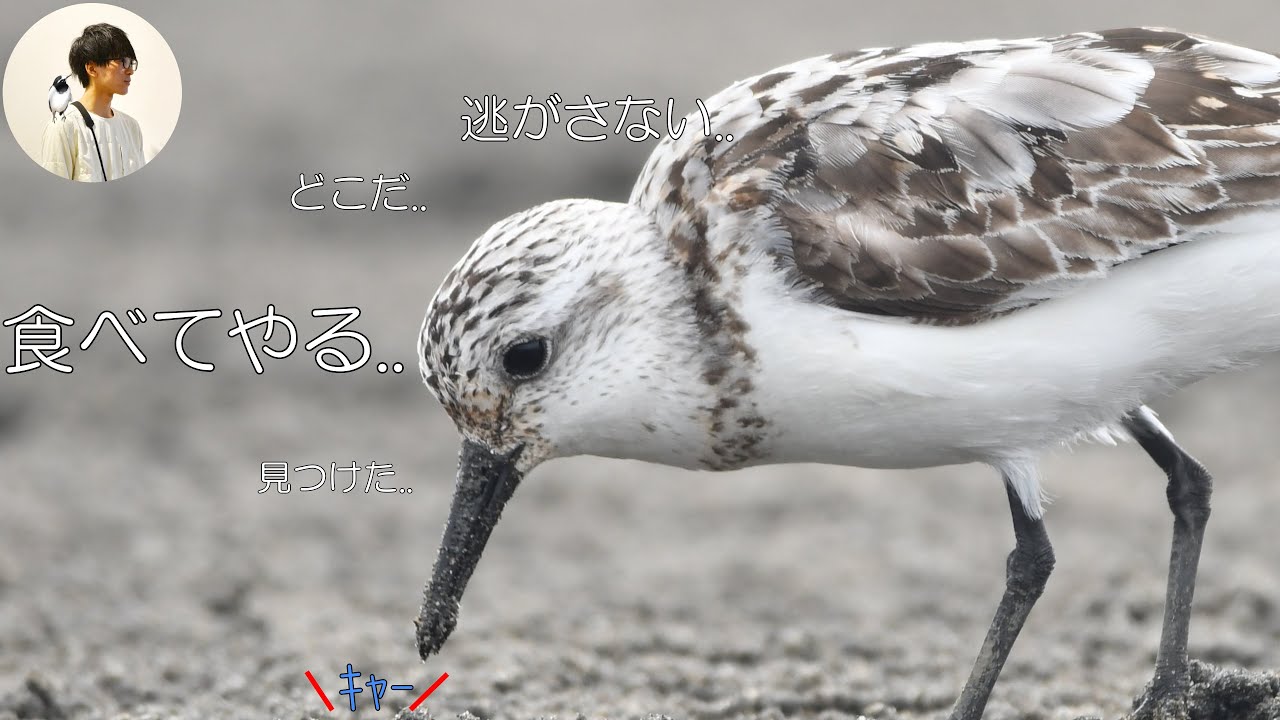 【野鳥観察】干潟生物を捕食するシギチと喧嘩するミヤコドリVlog7