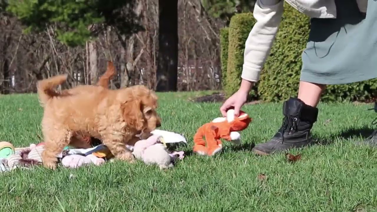 Suki's Goldendoodles