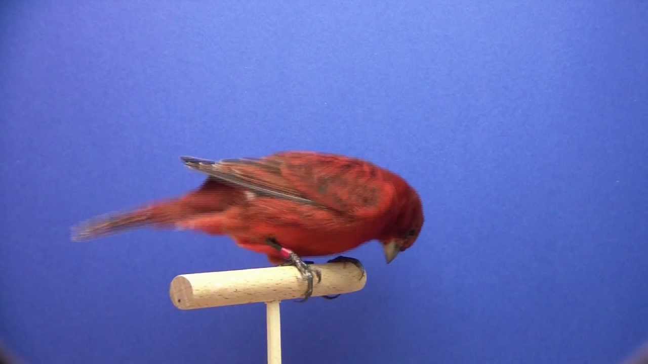 Farbkanarien schwarz rot A-Vogel /Kanarien /Kanarienvögel