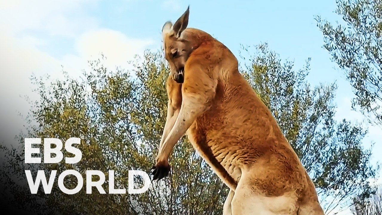 Are Kangaroos Really Good Fighters? A Day Inside The Wild Life Of Australia&rsquo;s Iconic Marsupials