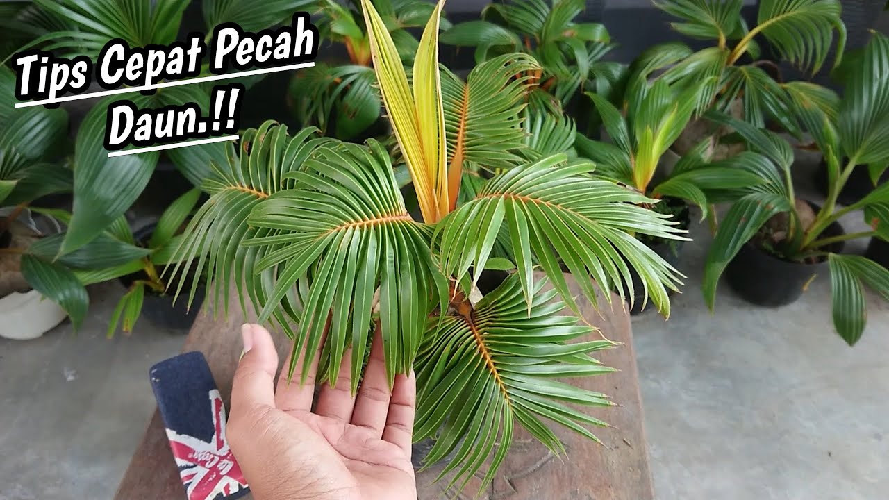 CARA AGAR BONSAI KELAPA PECAH DAUN DENGAN CEPAT