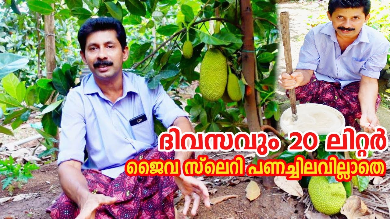 1 രൂപ ചിലവില്ലാതെ പ്ലാവിനും റംബൂട്ടാനും വളം ഉണ്ടാക്കുന്നത് കാണാം JackFruit , Mangosteen Farming