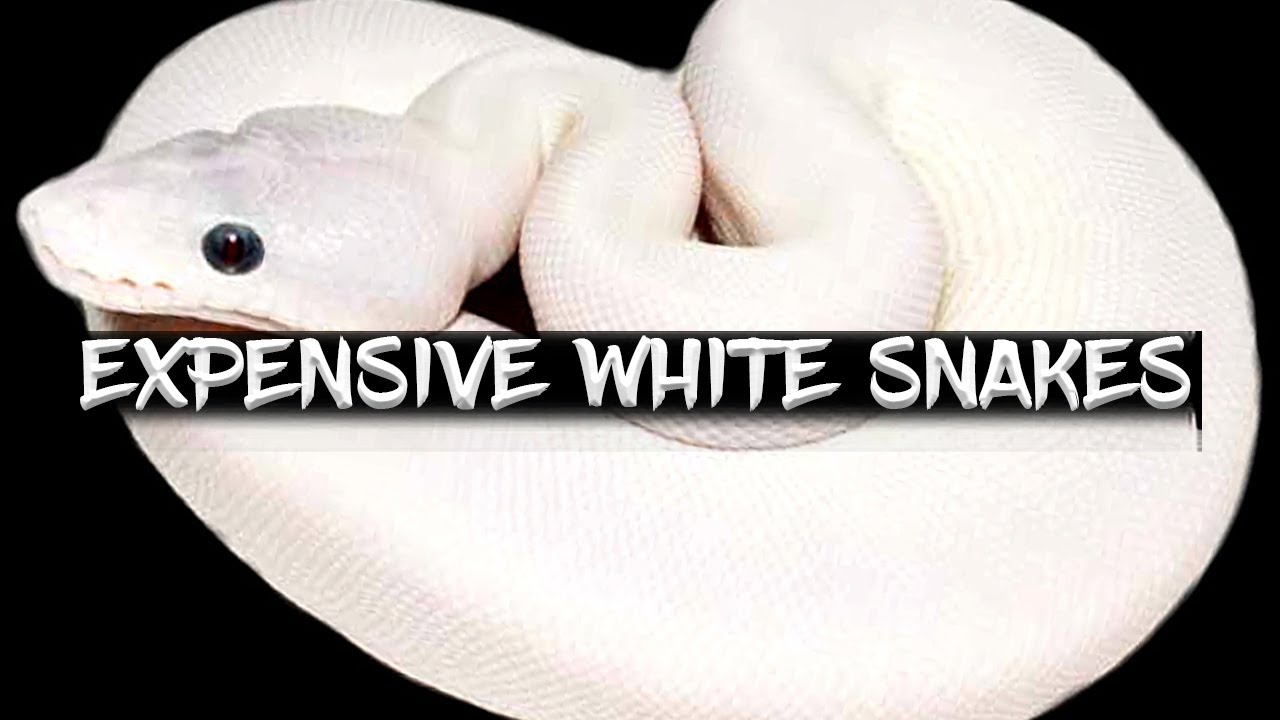 White Ball Pythons you Can't Afford to Buy!