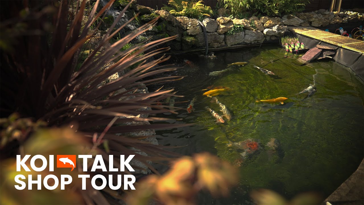 Shop Tour | Flynn Lakes Koi