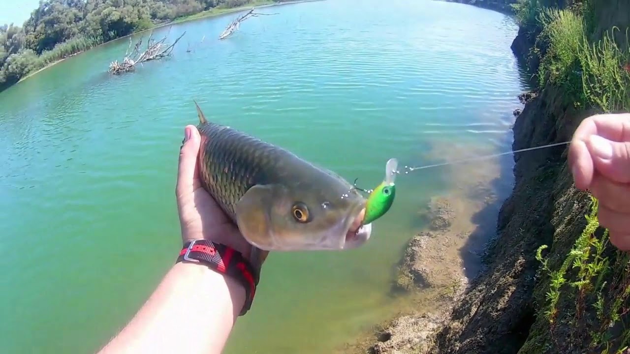 Ultra Light Fishing/MC Solpara vs Big Chub
