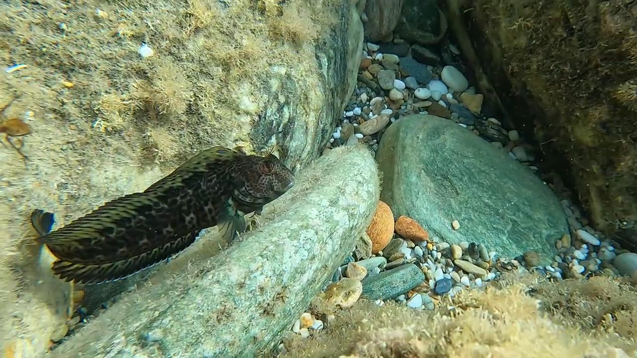 Parablennius pilicornis with reproductive coloration