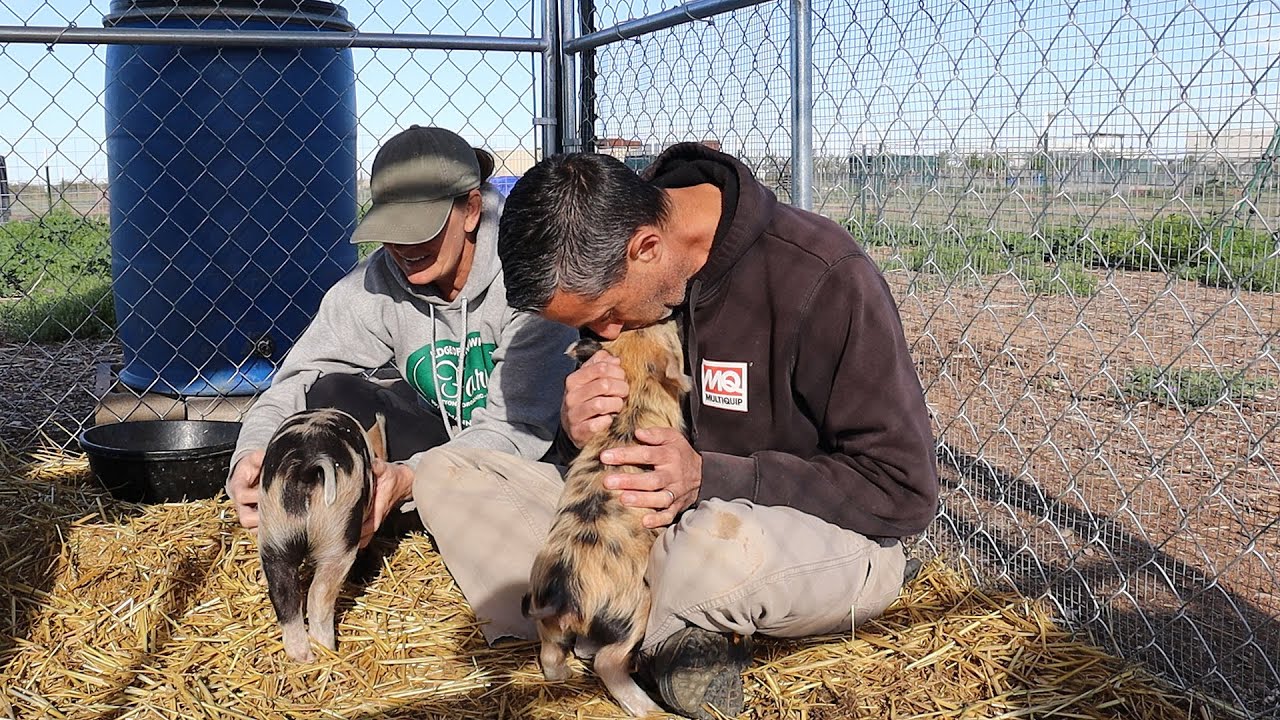 A New Animal Joins the Farm! | Planting a Desert Turkey Pasture