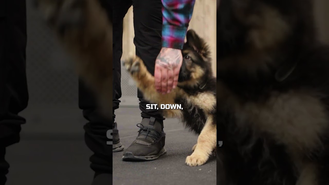 Everything You NEED TO KNOW To Train Your PUPPY!