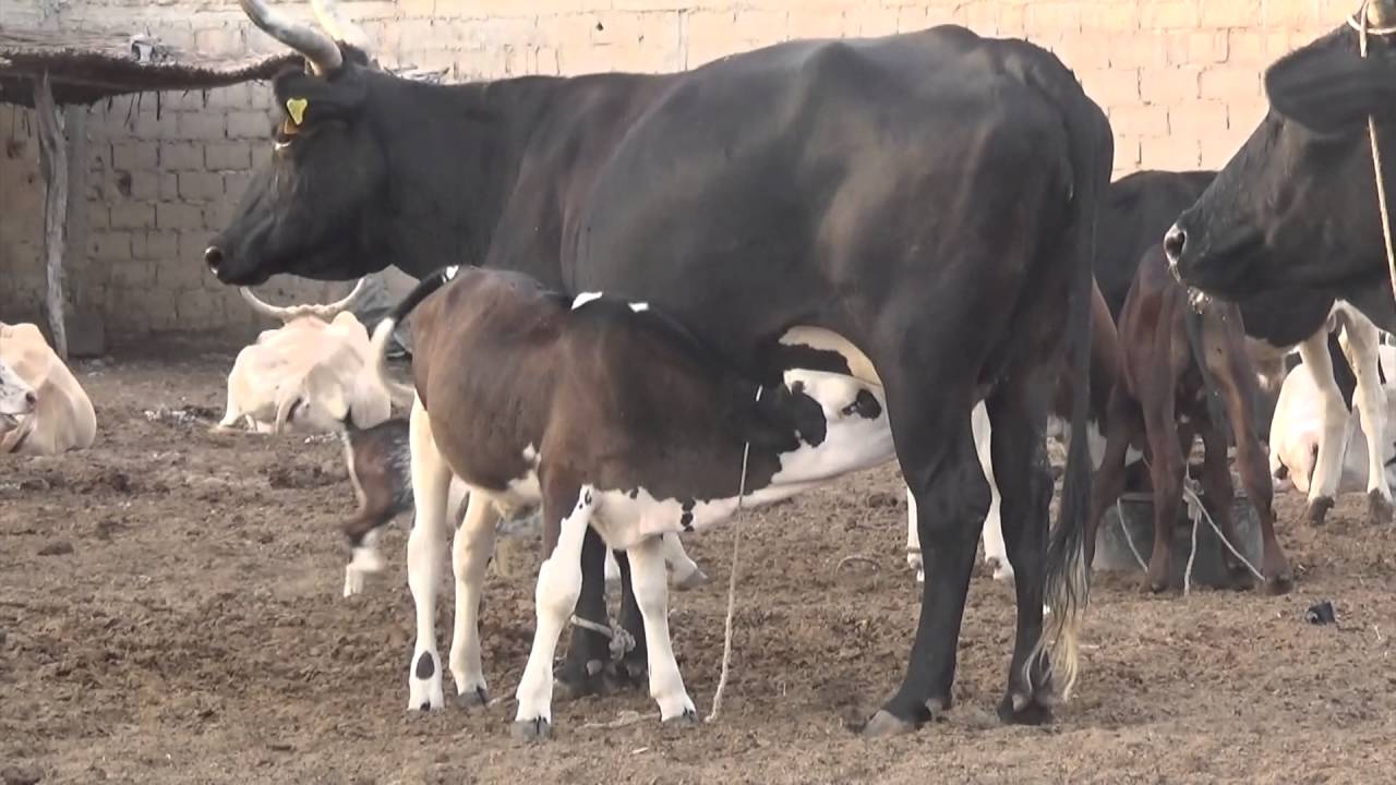 Artificial Insemination (AI) Dairy Genetics - French (Senegal)