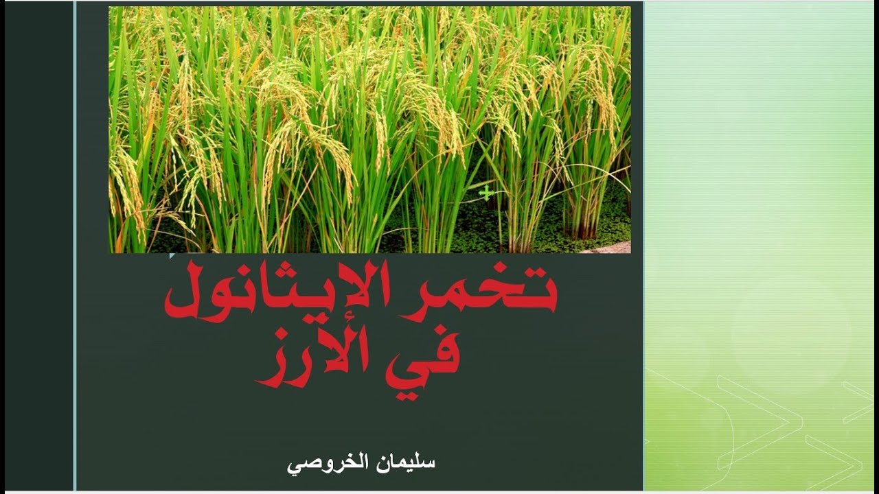 6-4 التنفس اللاهوائي الجزء الثاني تخمر الإيثانول في الأرز+ تجربة معدل التنفس باستخدام الكواشف