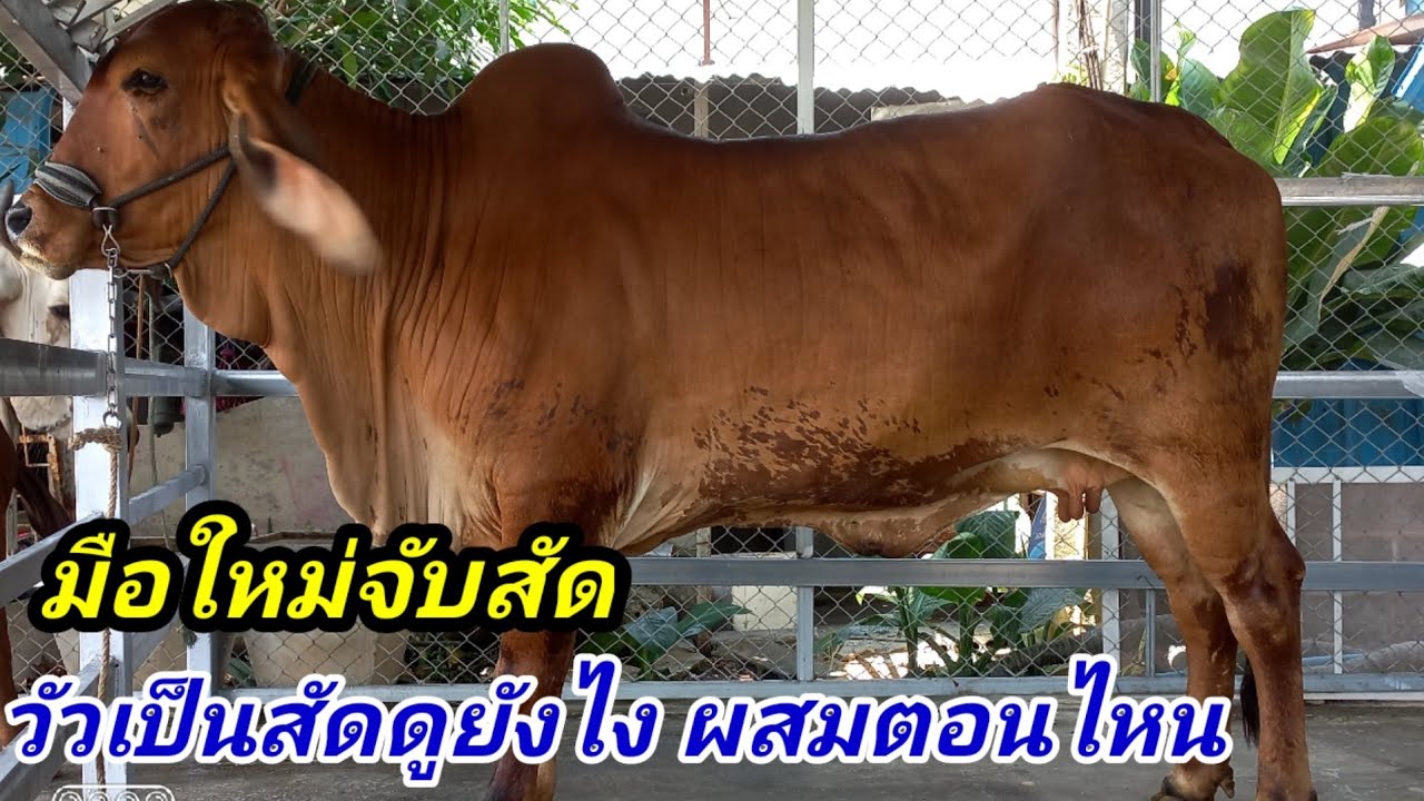 มือใหม่วัวเป็นสัด ดูยังไง ผสมได้ตอนไหน#พูดจาภาษาวัว