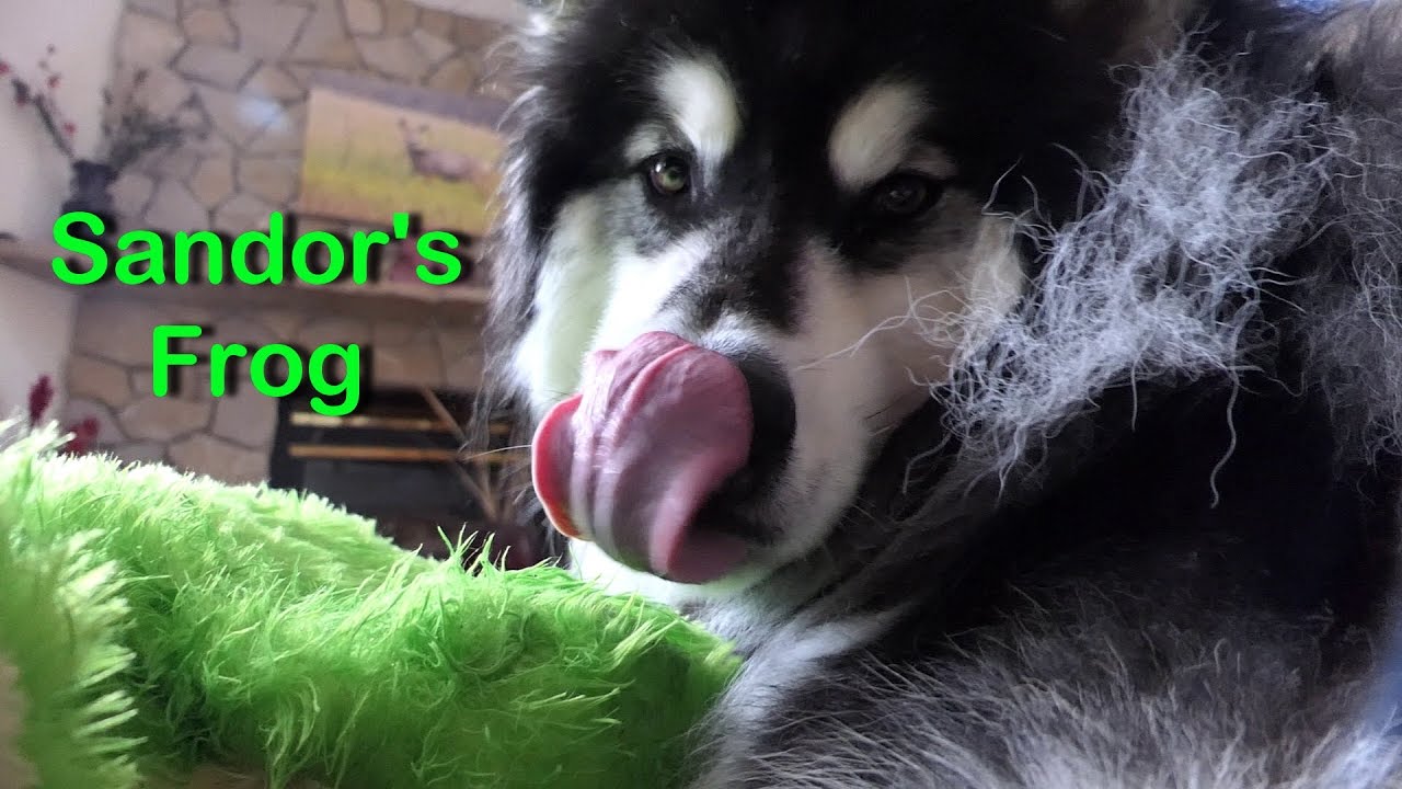 Alaskan Malamute Plays with Stuffed Animal Frog and Refuses to Share with Puggle