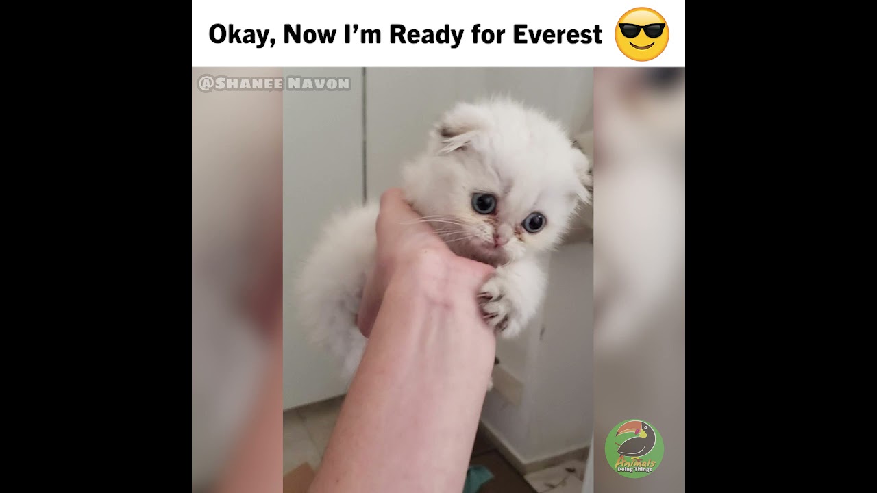 The Cutest Cats Show Off Their Insane Climbing Skills!