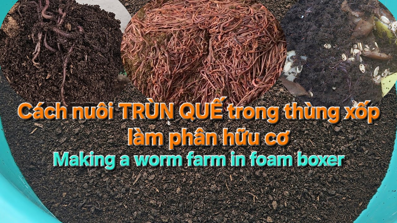 Cách nuôi trùn quế trong thùng xốp làm phân hữu cơ