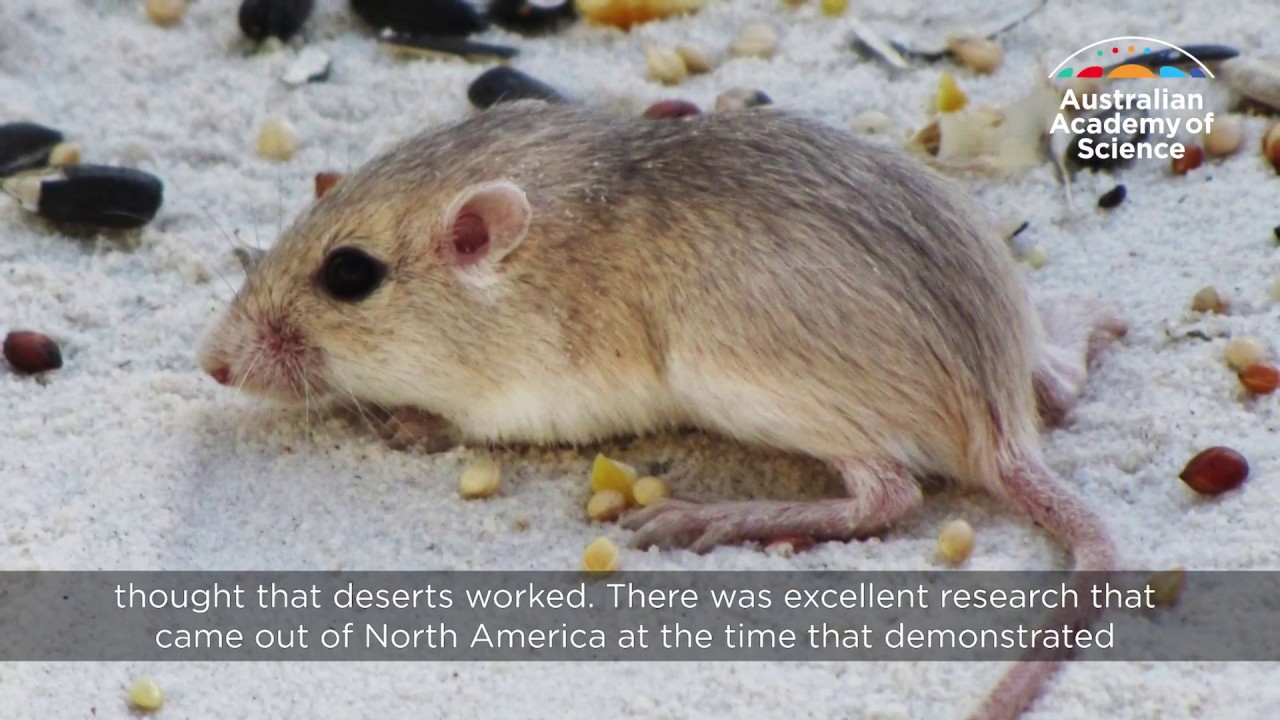 The small mammals of the Australian desert